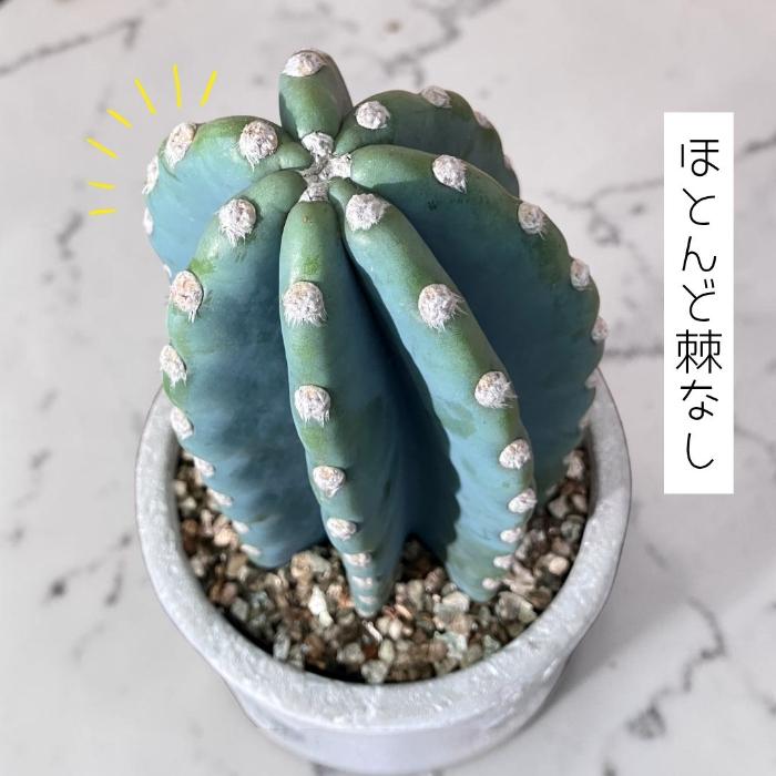 ほとんど棘なし