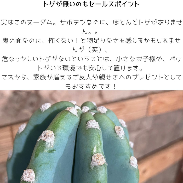 トゲが無いのもセールスポイント