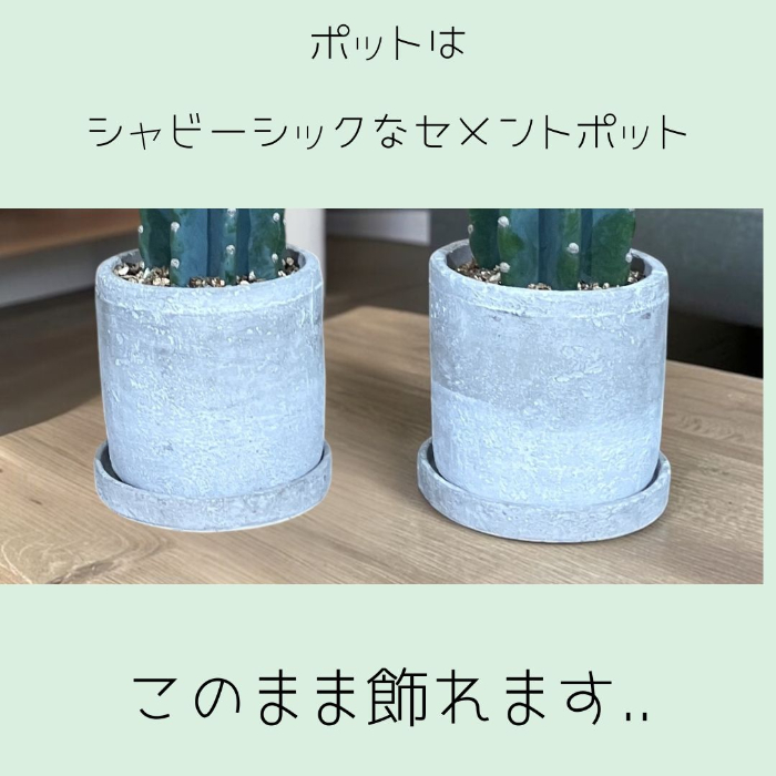 ヌーダムを上から見た造形美