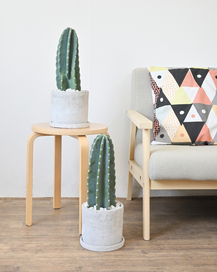 柱サボテン鬼面角ヌーダム