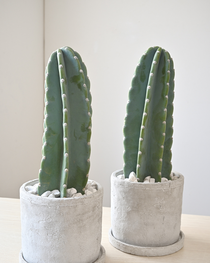 柱サボテン鬼面角ヌーダム