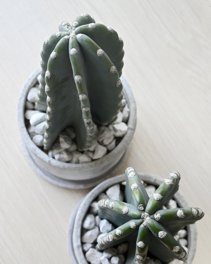 柱サボテン鬼面角ヌーダム