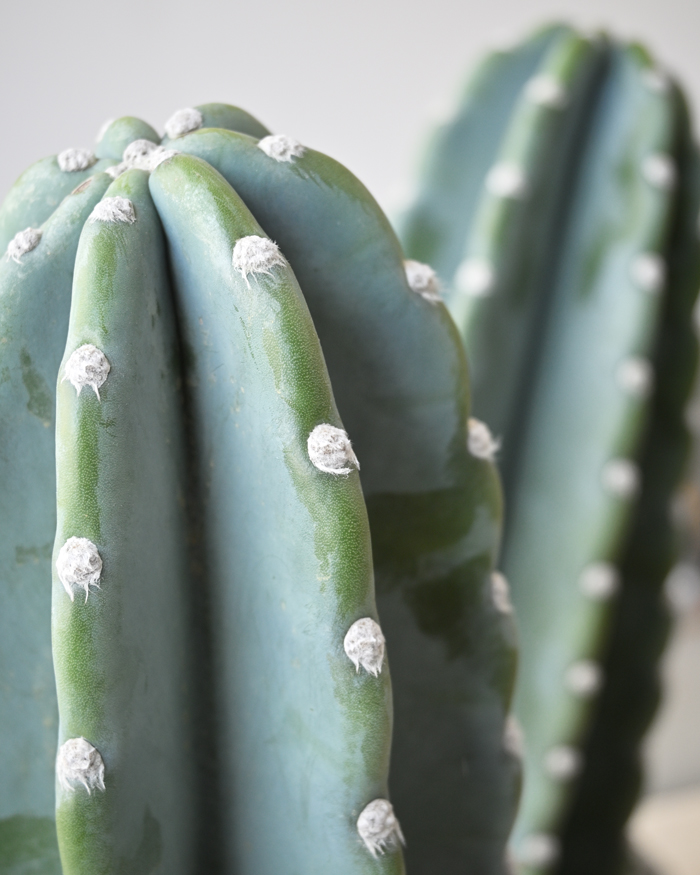 柱サボテン鬼面角ヌーダム