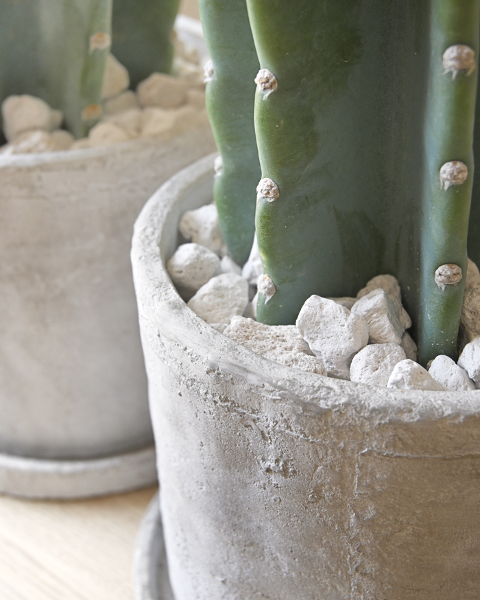 柱サボテン鬼面角ヌーダム