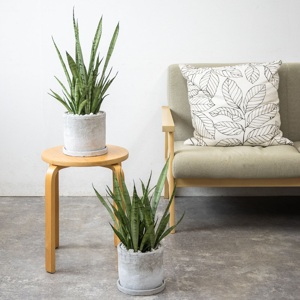 シルバープリンセス