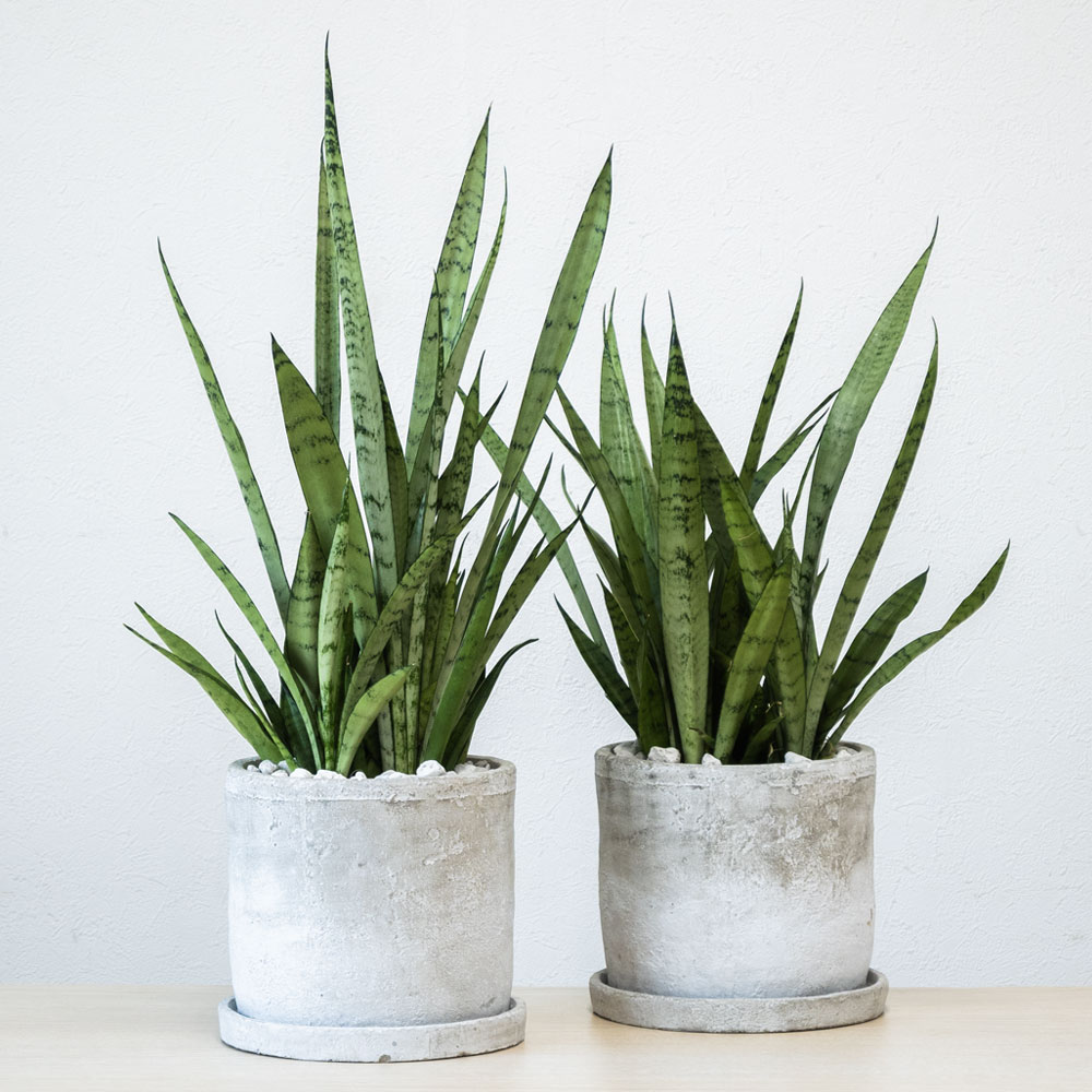 シルバープリンセス