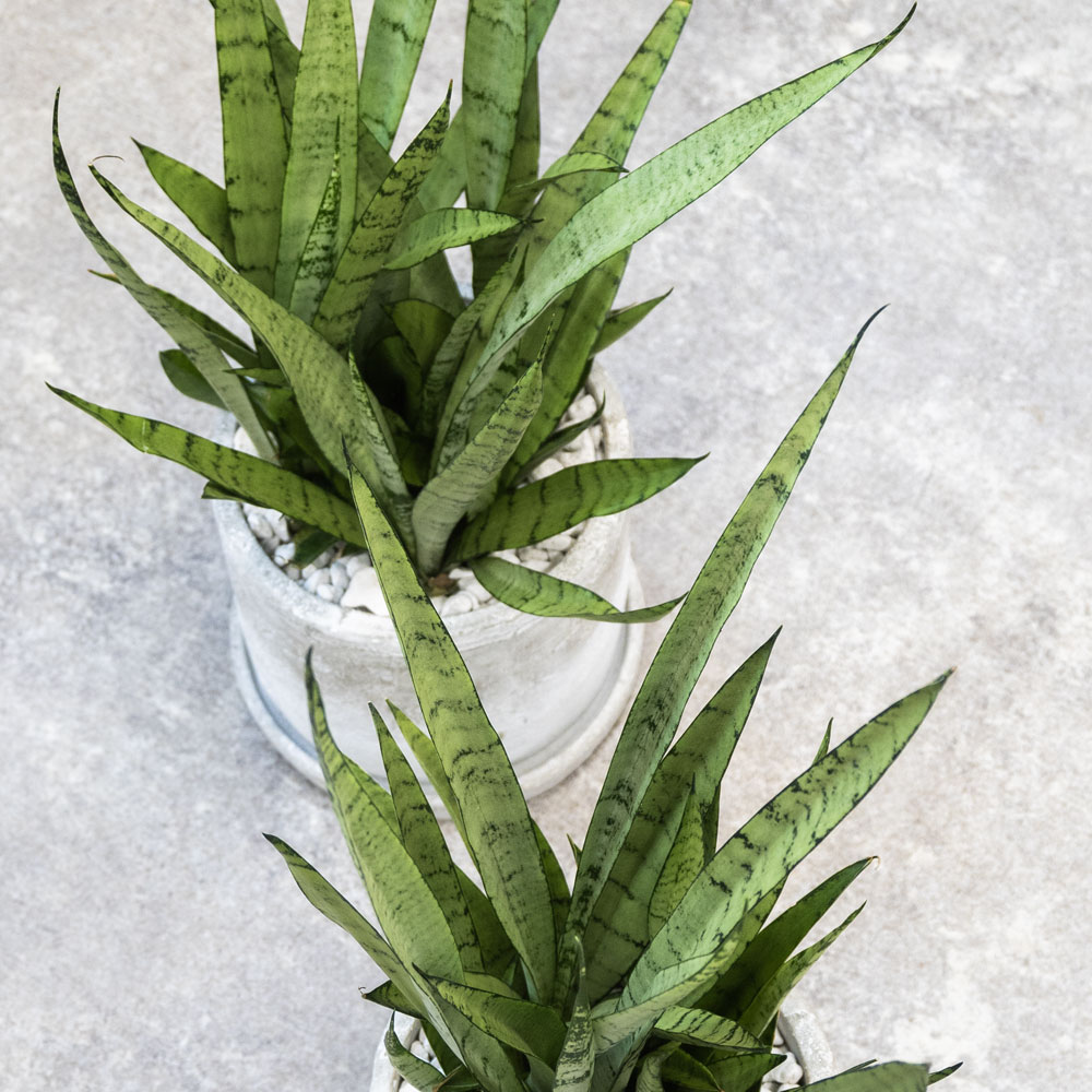 シルバープリンセス