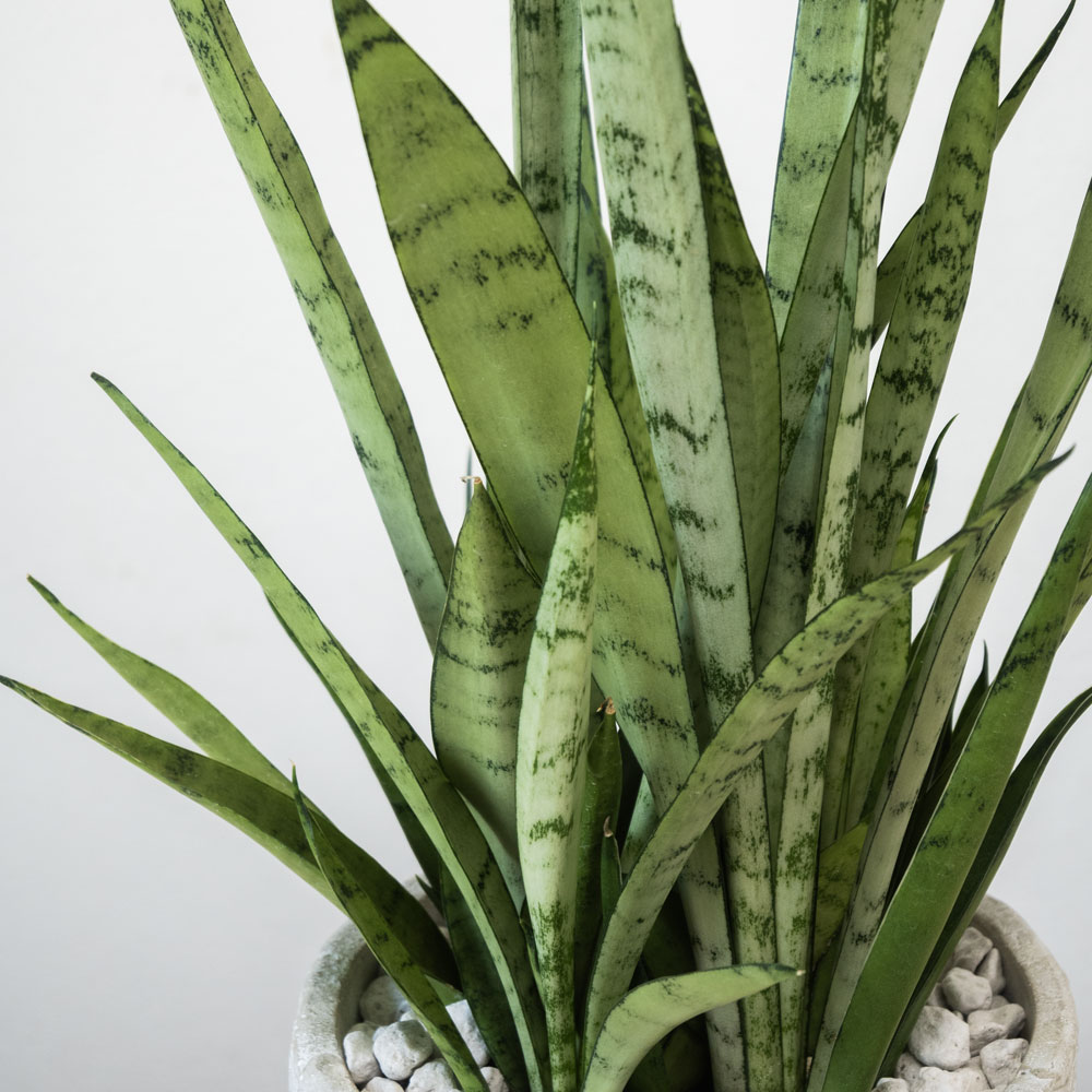 シルバープリンセス