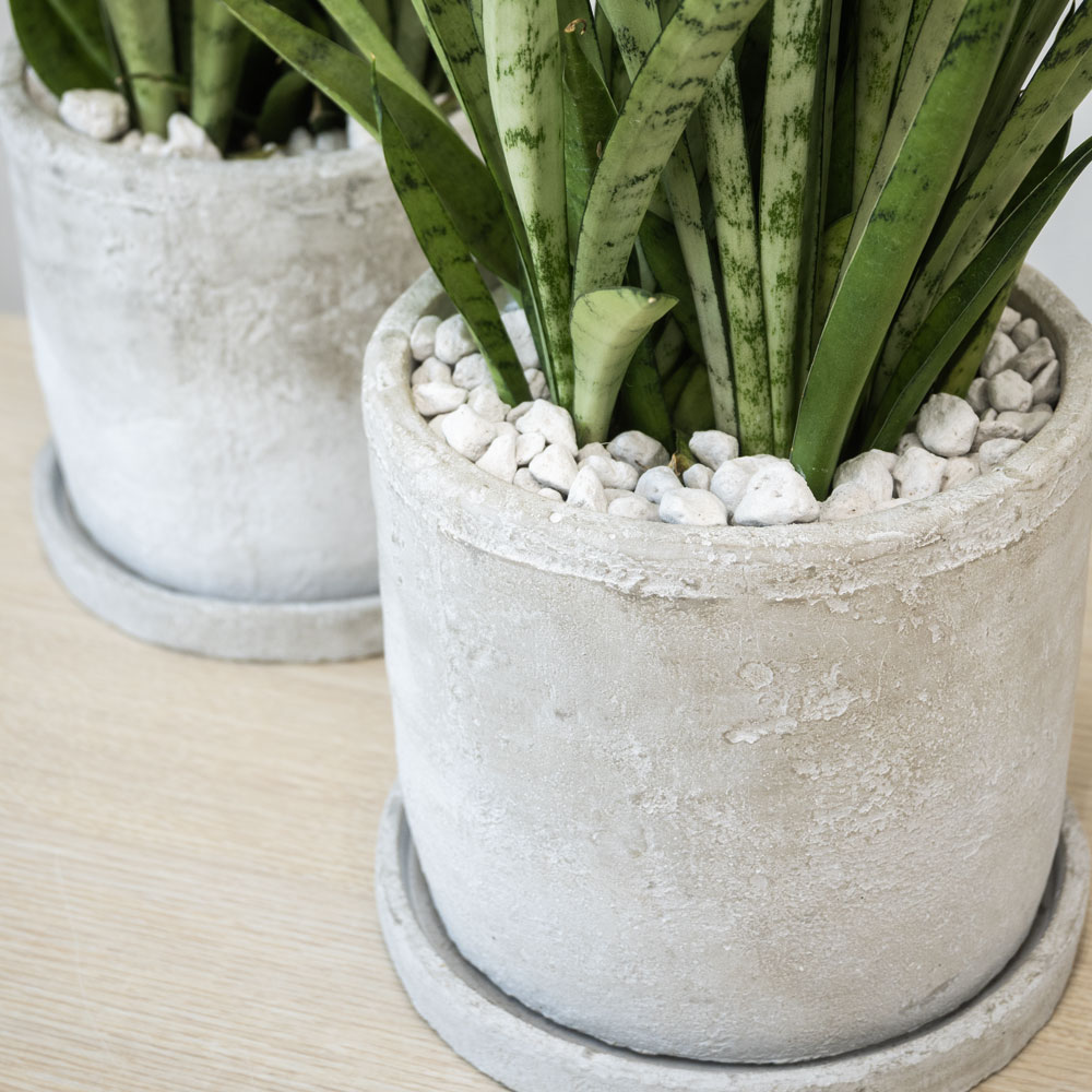 シルバープリンセス