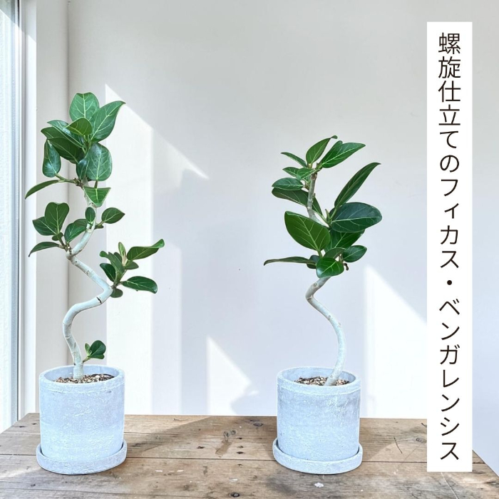 螺旋樹形のベンガレンシス