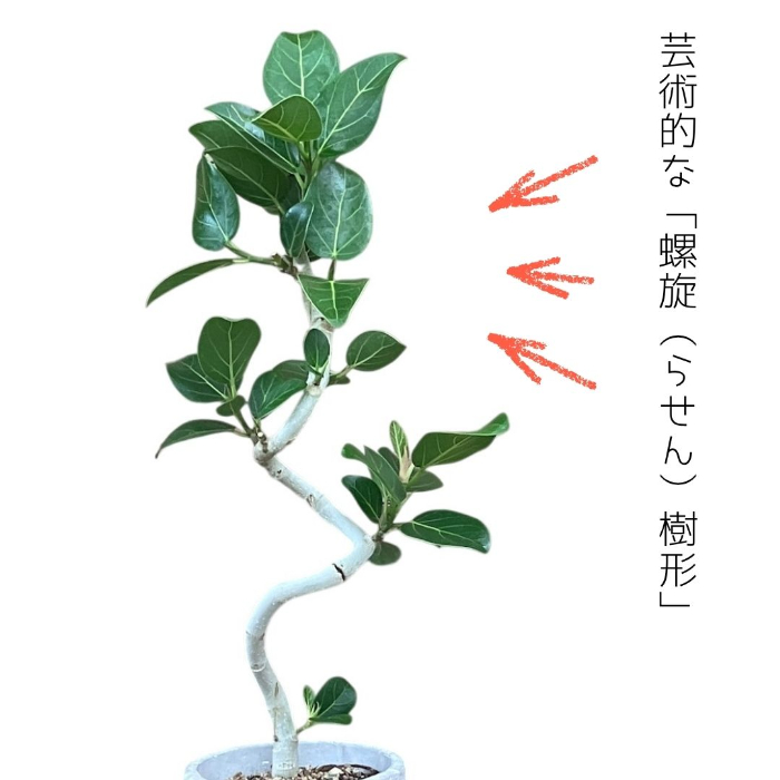 芸術的な螺旋樹形