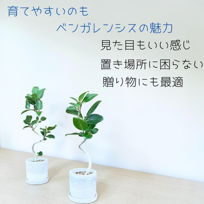 育てやすいベンガレンシスの魅力