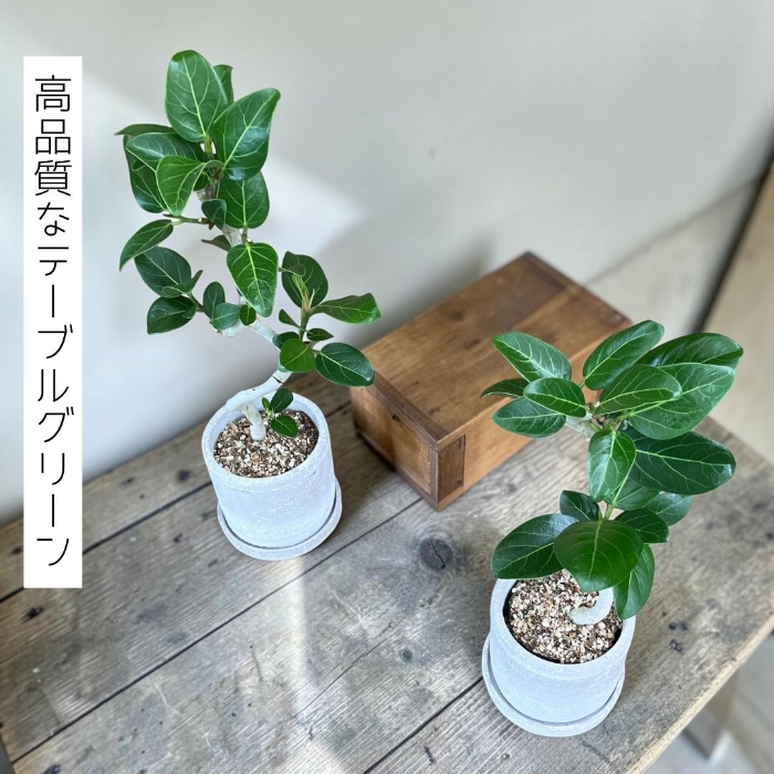 高品質なテーブルグリーン