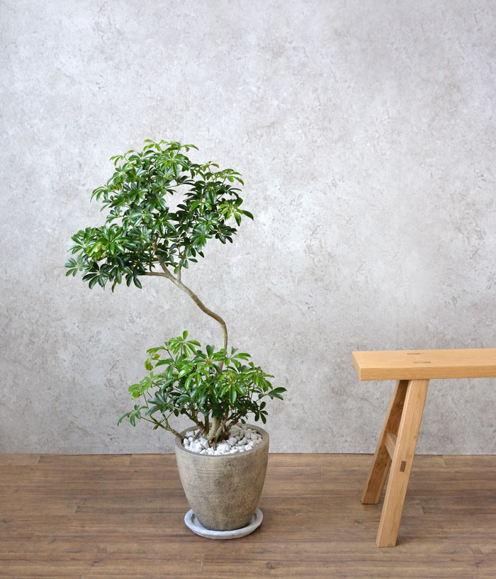 観葉植物 販売 通販 