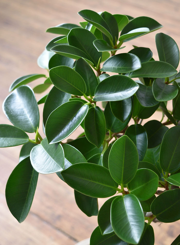 ガジュマル（根上がり）