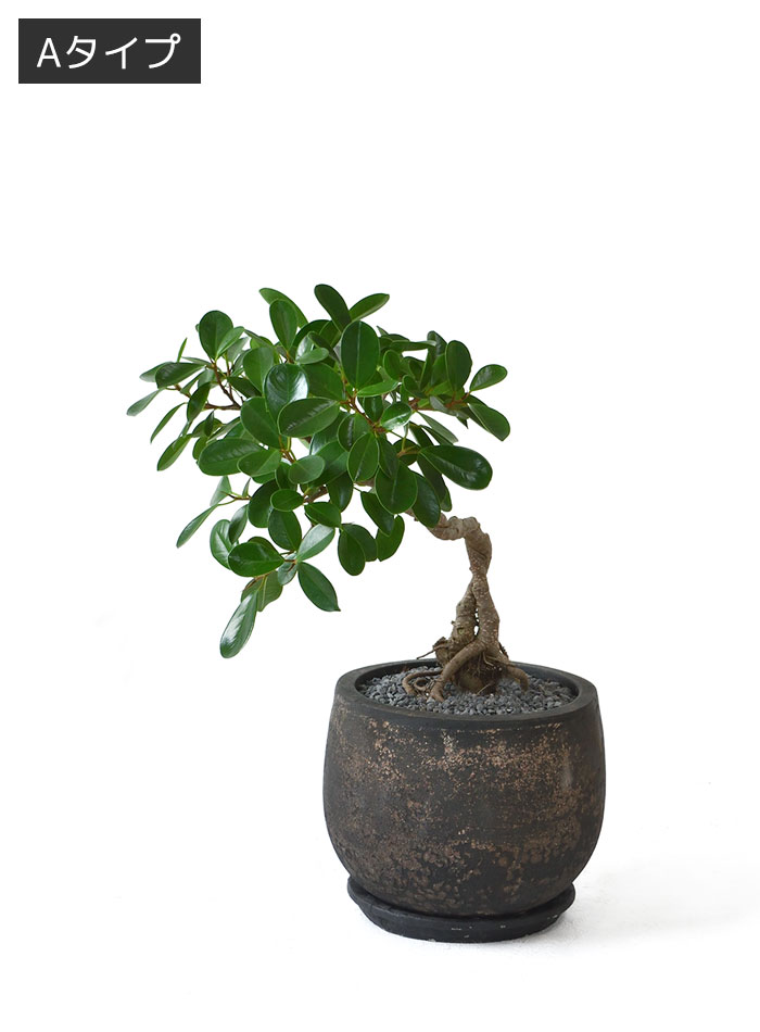 ガジュマル（根上がり）