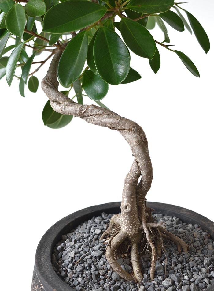 ガジュマル（根上がり）