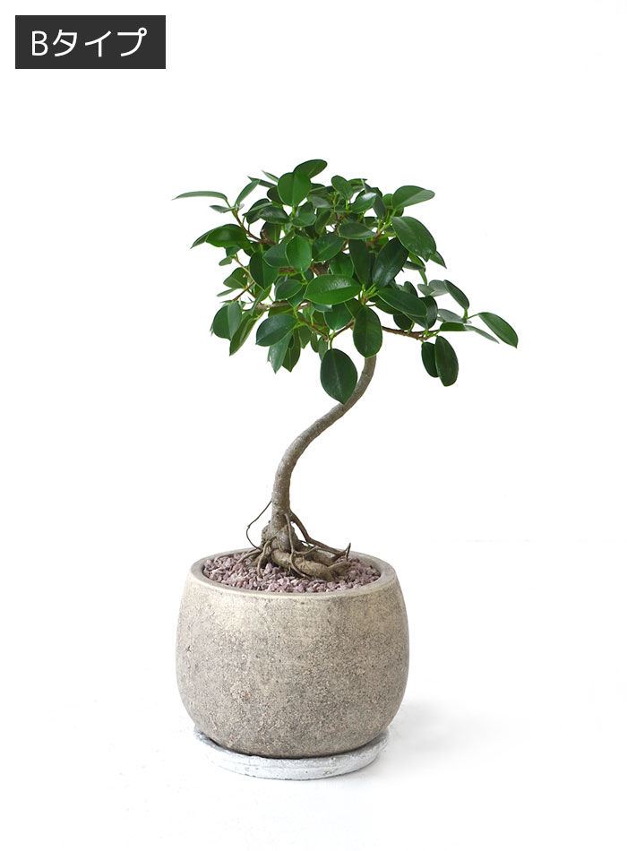 ガジュマル（根上がり）