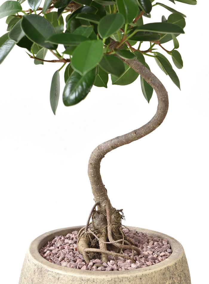 ガジュマル（根上がり）