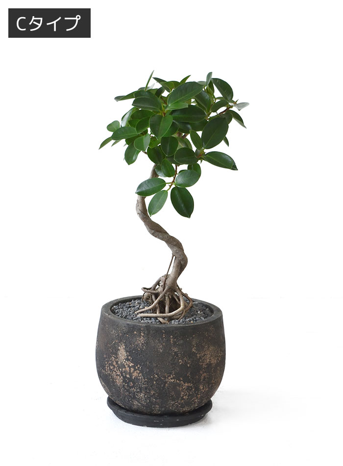 ガジュマル（根上がり）