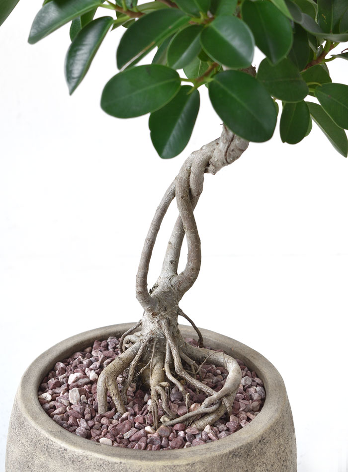 ガジュマル（根上がり）