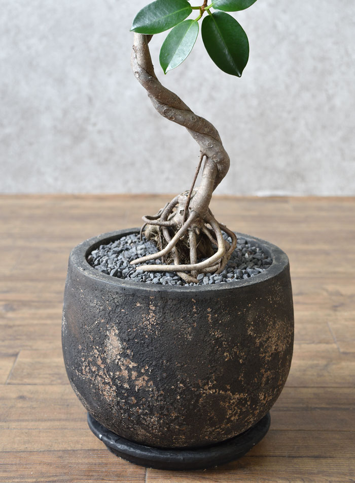 ガジュマル（根上がり）