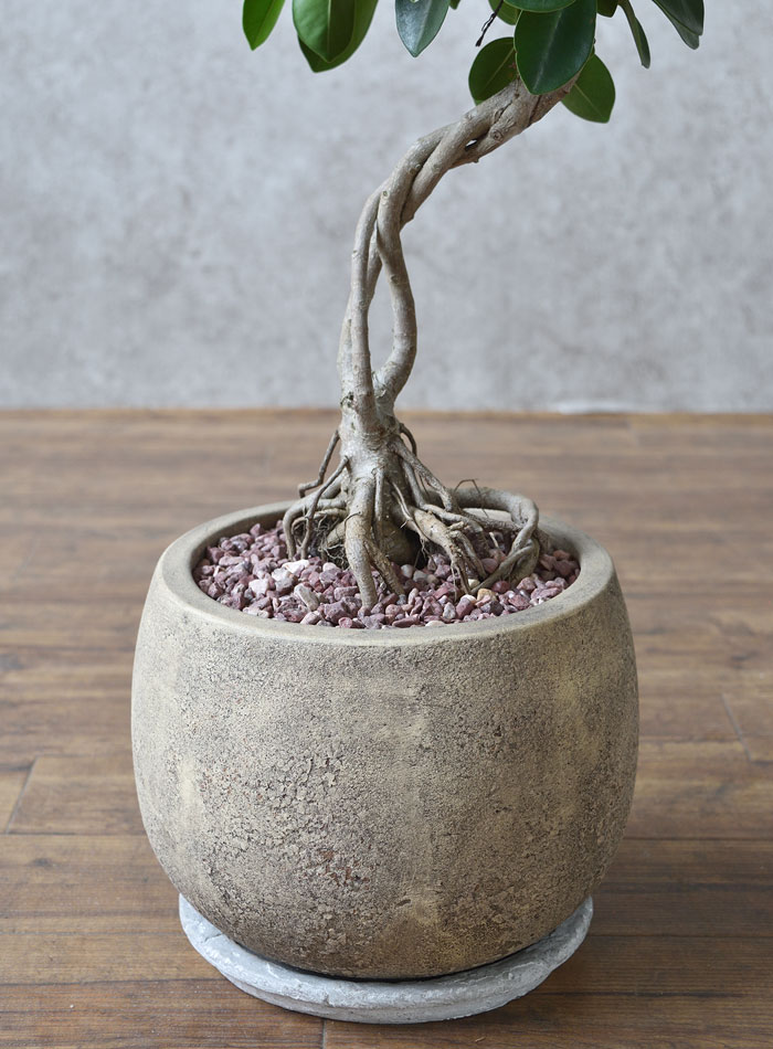 ガジュマル（根上がり）