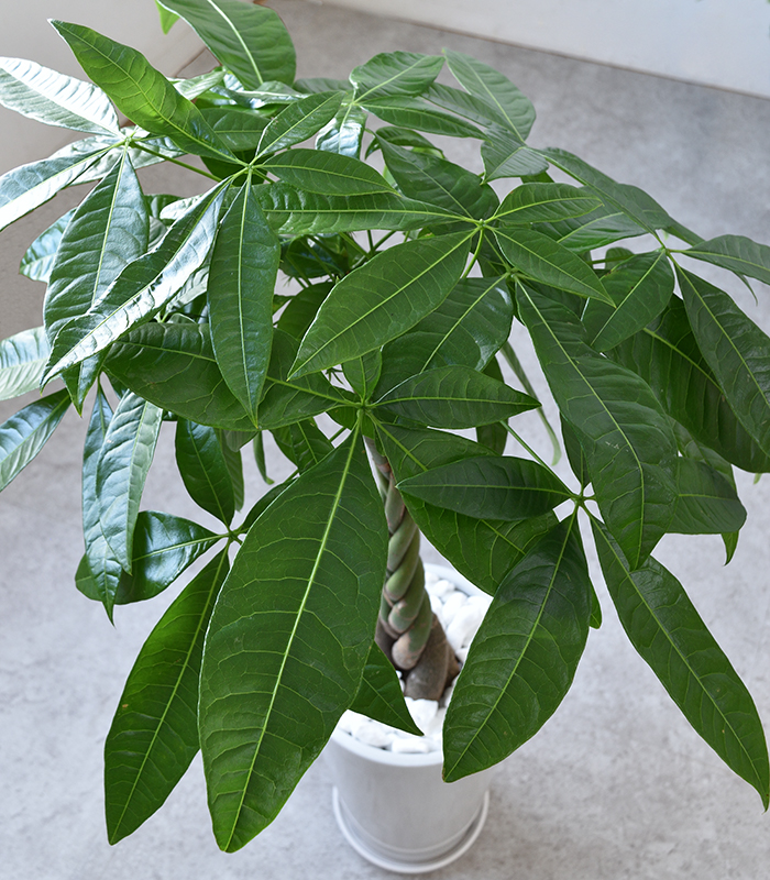 観葉植物 パキラ ラウンド白陶器