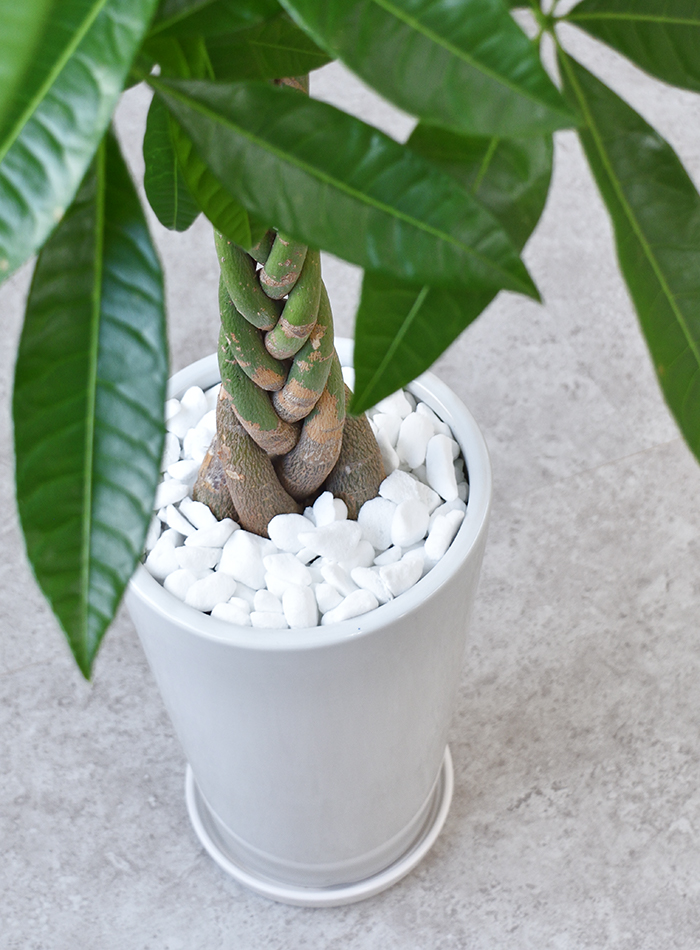 観葉植物 パキラ ラウンド白陶器