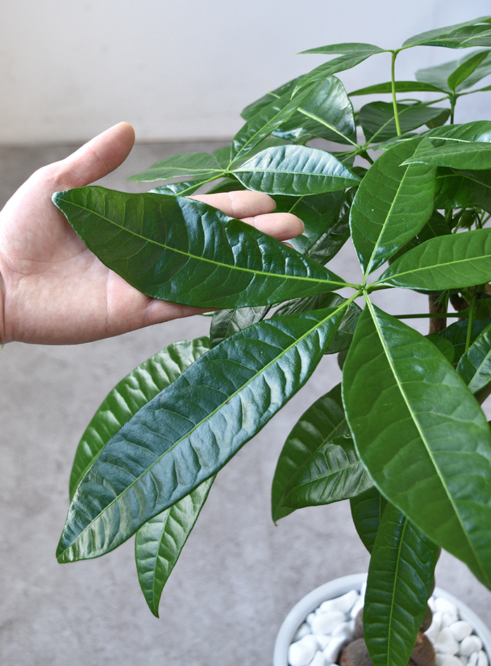 観葉植物 パキラ ラウンド白陶器