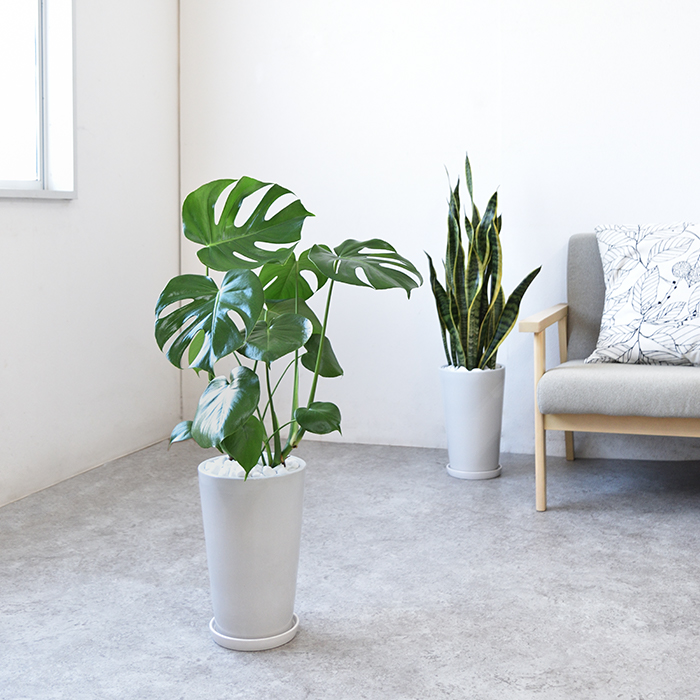 観葉植物 モンステラ ラウンド白陶器