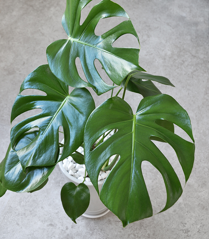 観葉植物 モンステラ ラウンド白陶器