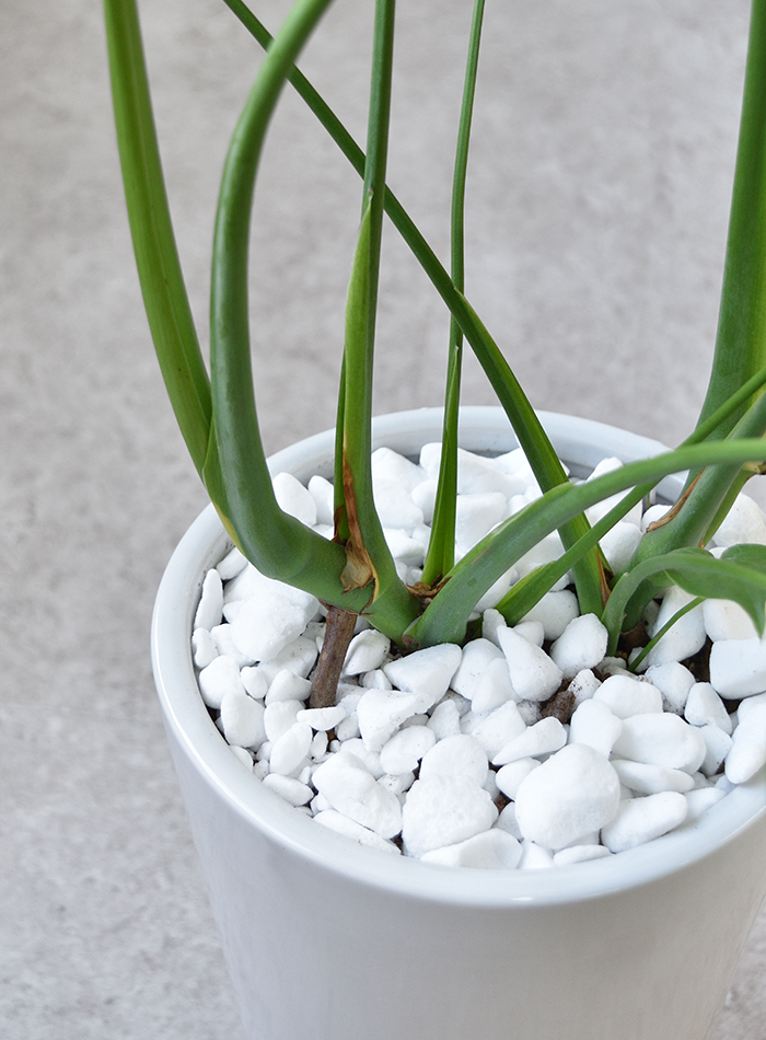 観葉植物 モンステラ ラウンド白陶器