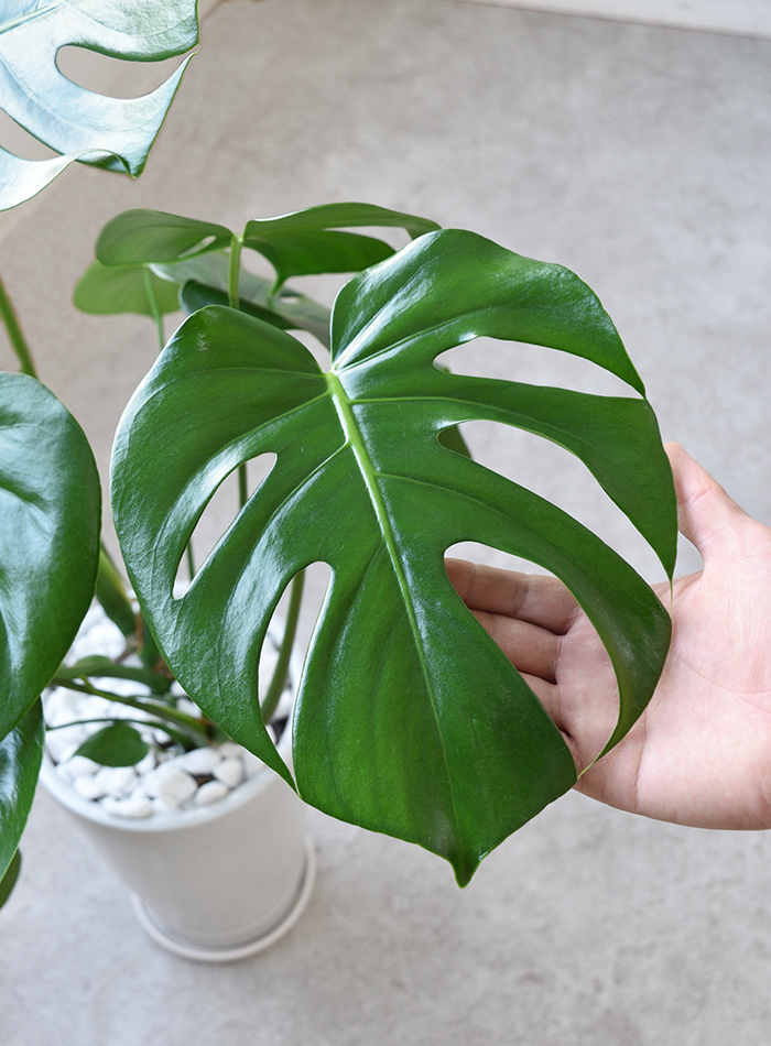 観葉植物 モンステラ ラウンド白陶器