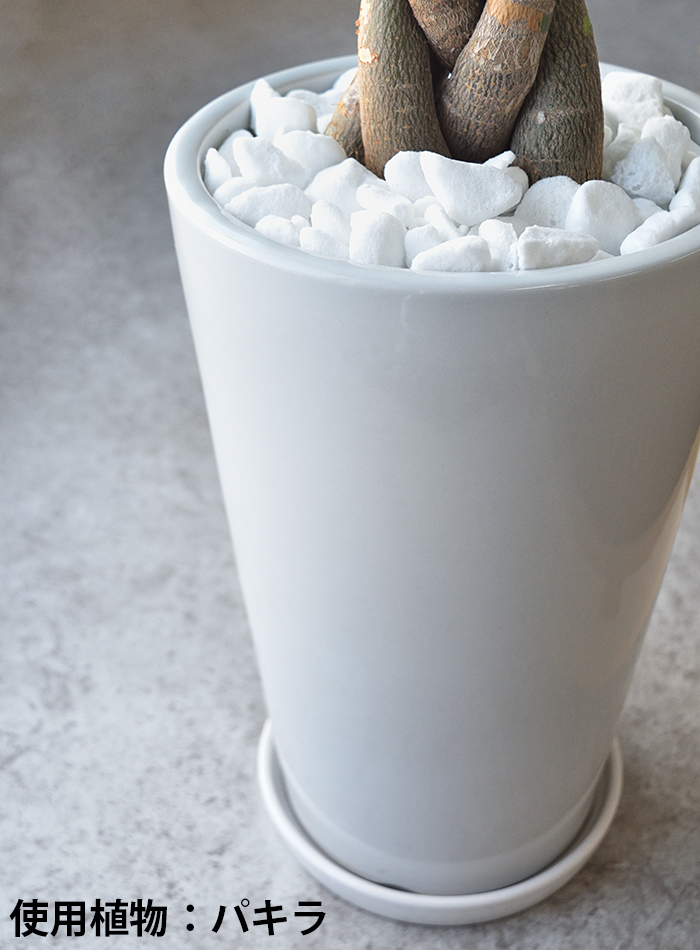 観葉植物 モンステラ ラウンド白陶器