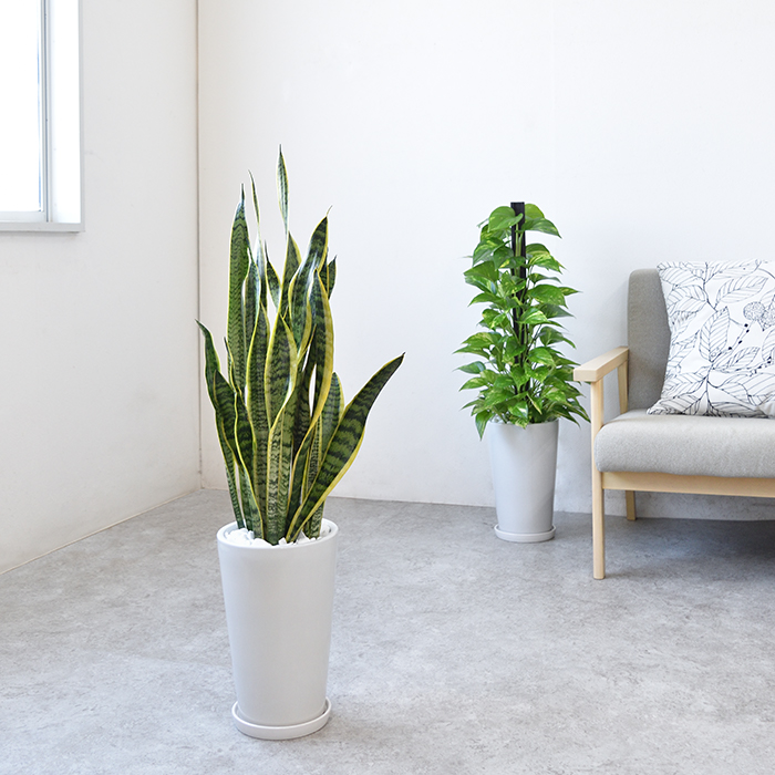 観葉植物 サンスベリア・ローレンティー ラウンド白陶器