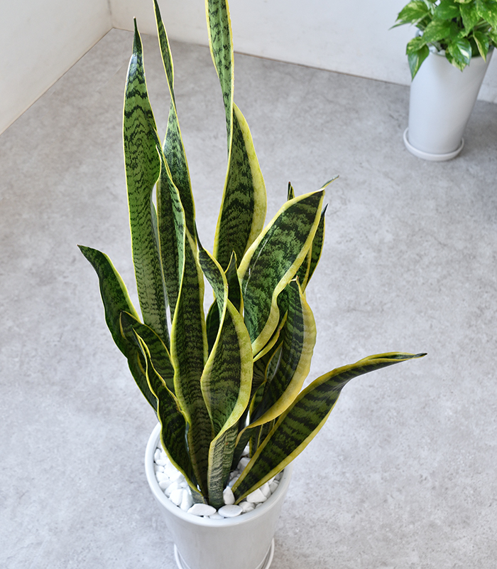 観葉植物 サンスベリア・ローレンティー ラウンド白陶器