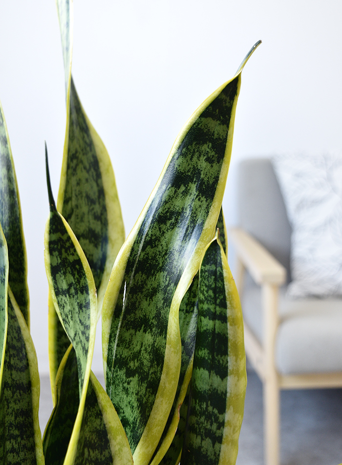 観葉植物 サンスベリア・ローレンティー ラウンド白陶器