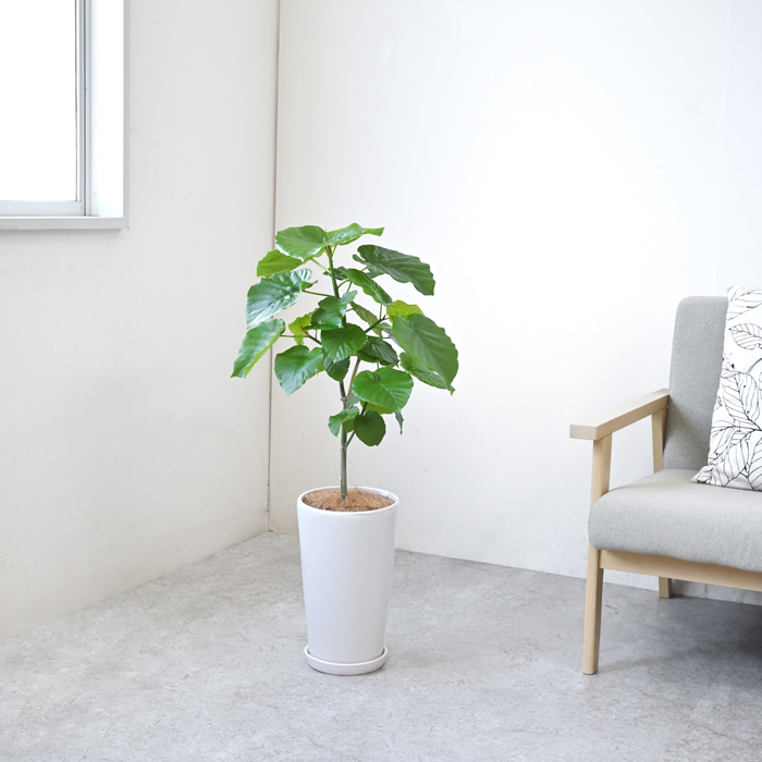 フィカス ウンベラータ 