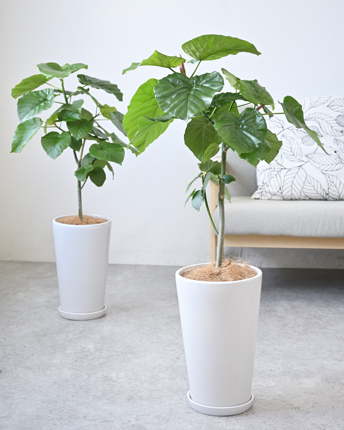 フィカス ウンベラータ