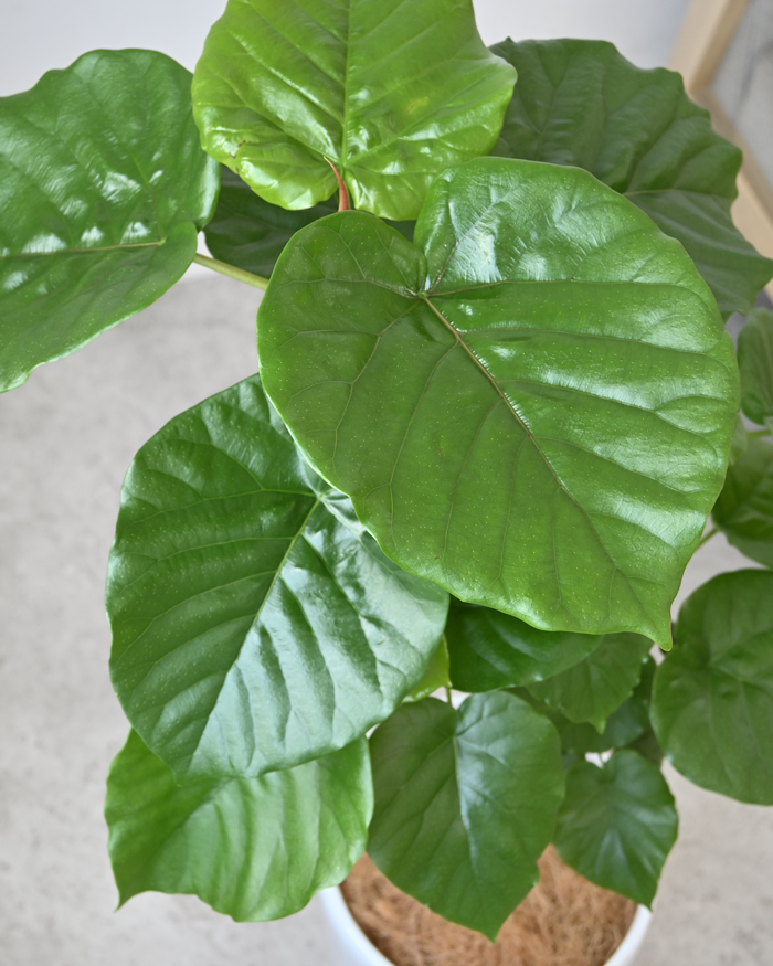 フィカス ウンベラータ