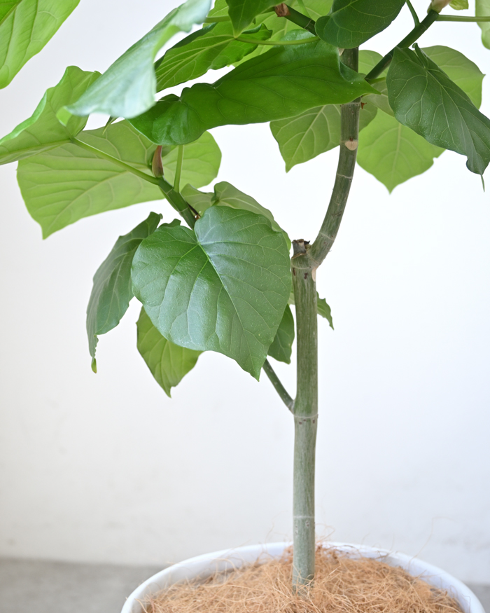 フィカス ウンベラータ