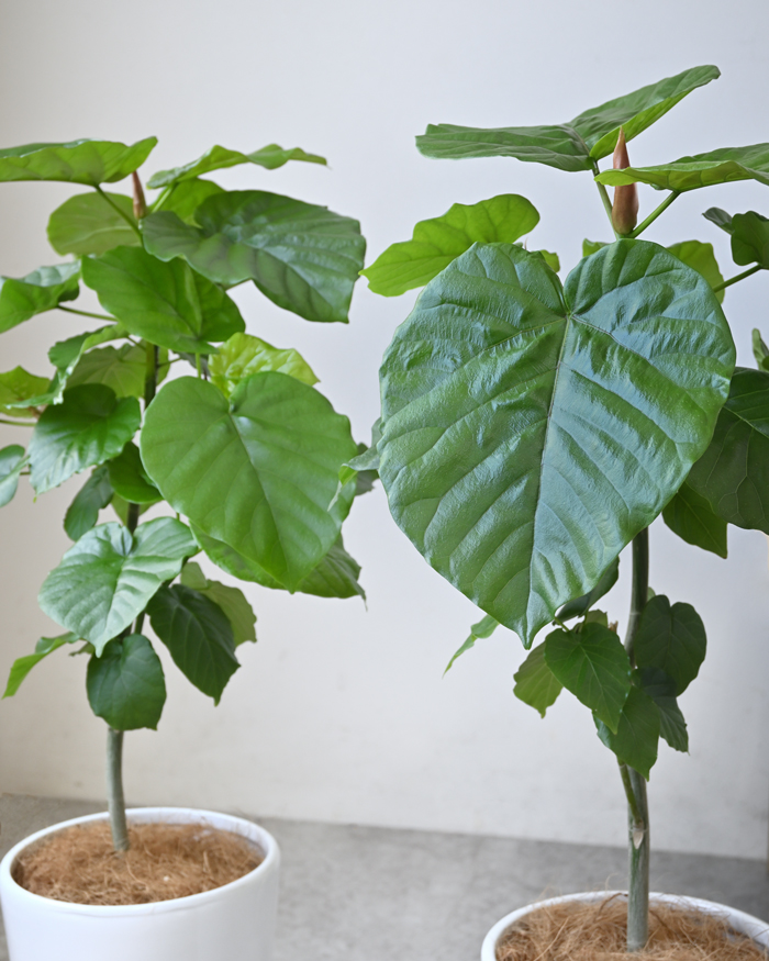 フィカス ウンベラータ