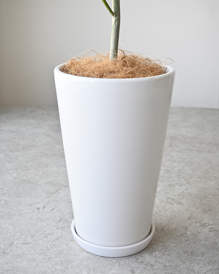 フィカス ウンベラータ