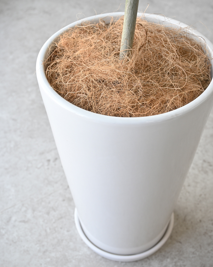 フィカス ウンベラータ