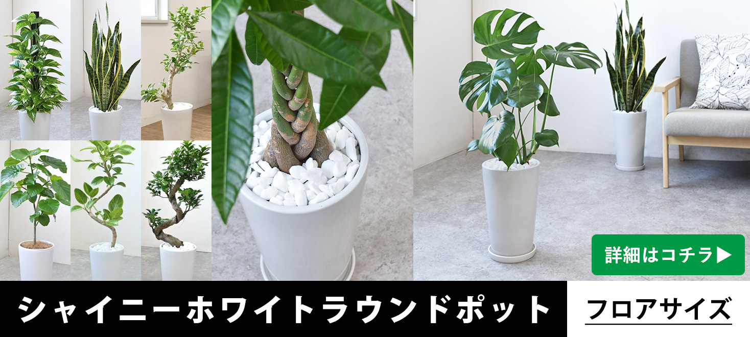 シャイニーホワイトラウンドポット