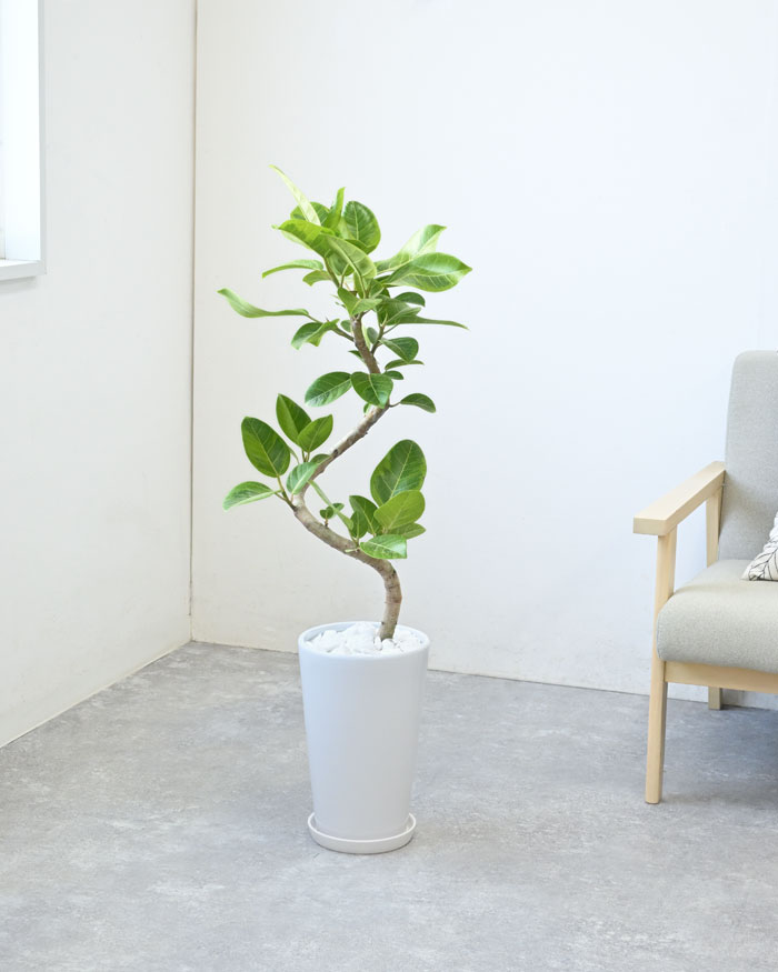 フィカス・アルテシーマ・バリエガタ