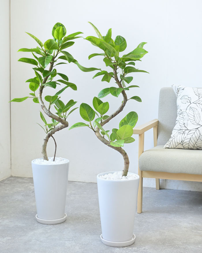 フィカス・アルテシーマ・バリエガタ