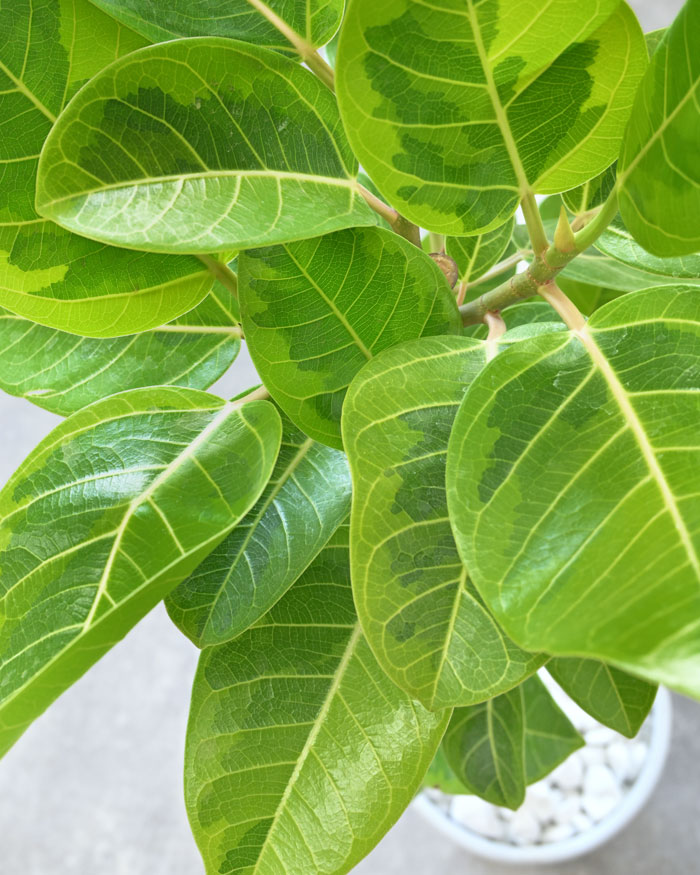 フィカス・アルテシーマ・バリエガタ