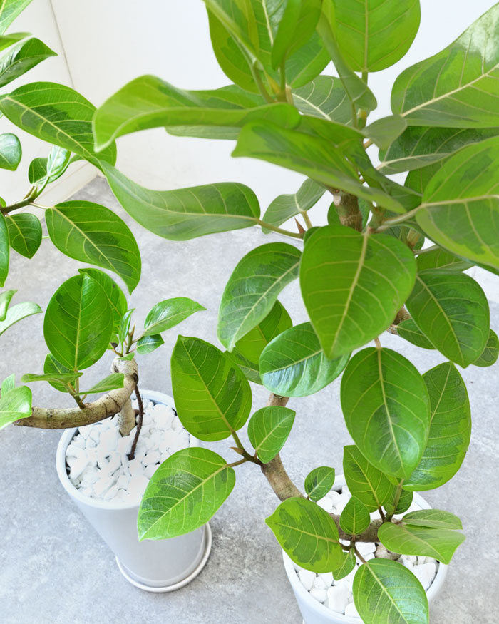 フィカス・アルテシーマ・バリエガタ